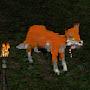 fox kalf