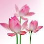 @nguyenletrangthu5478