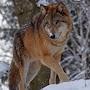 @NikitaWolf1776