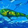 Mahi Mahi