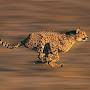 Sectumsempra Cheetah