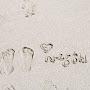 @편백나무-p9b