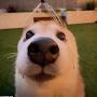 @granted_dogeyy772