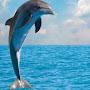 @Delfin.
