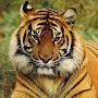 @tiger10119