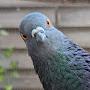 @TheHispanicPigeon