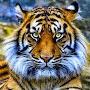 ___Eye_Of_The_Tiger__