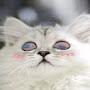 @котэ-ц6й