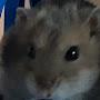 @hörmithehamster