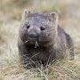 An Adorable Wombat