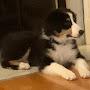 @channelofrandomstuff.anddogs.