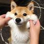 @하잉야