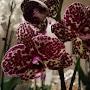 @marta-orchid