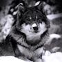 @remixwolf8486