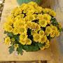 @khalidbinwalid7862