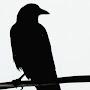 Crow On A Wire