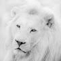 @TheWhiteLionUK