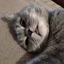 @MelissaTheCat