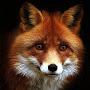 @_Papa_Fox_