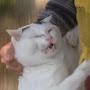 @ねこ-d3h