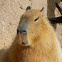 Capybara