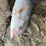 @axilleas_fishing