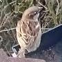 London Sparrow