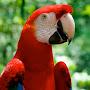 Red Parrot