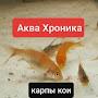 @aqua_chronicle