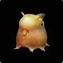 Grimpoteuthis Plena