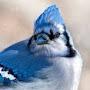 @bluejay1124