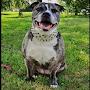 @PigletDaStaffyBull