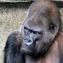 GRUMPY GORILLA