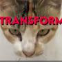 TRANSFORMER CAT