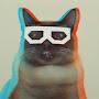 @catsamazingfacts8540
