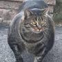 Buffed Cat