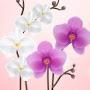 @orchidmsc