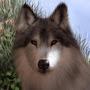 @ForsakenWolf1