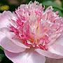 @ValiantPeony