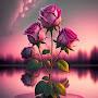 @Masumaz6