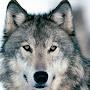 @kanrawolf3866