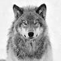 @the_luna_wolf8335