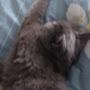 @Котяра-м6т
