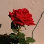 @Ukashaalimsyedmohmmad