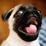 @mrpugster