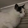@TheRealCatsRGod
