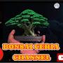 BONSAI CERIA CHANNEL