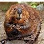 Beaver_guy