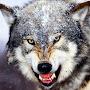 @Stalkingwolf