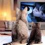 @cinemacat4108
